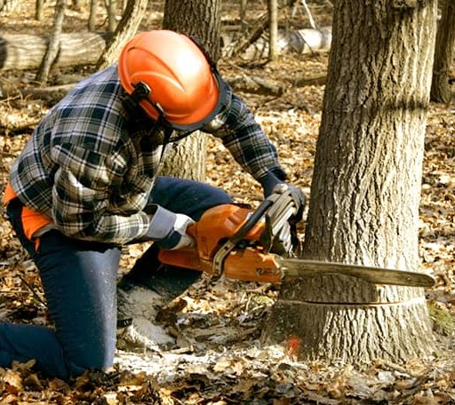 Tree Removal in Kingston, MA